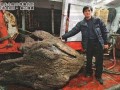 港渔民疑捞获稀世巨型“沉香木”