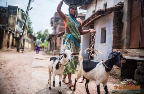 众生平等(印度篇)系列  放羊的妇女