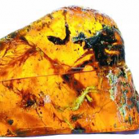史上首例：琥珀中发现9900万年前的雏鸟，价值上千万元